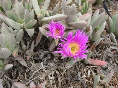 20080721mo-bodega-bay-flower-DSC06822