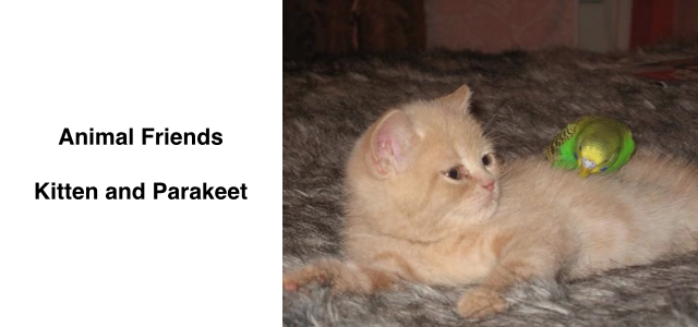 20140106mo-kitten-cat-and-parakeet-friends-play-photos-640x300